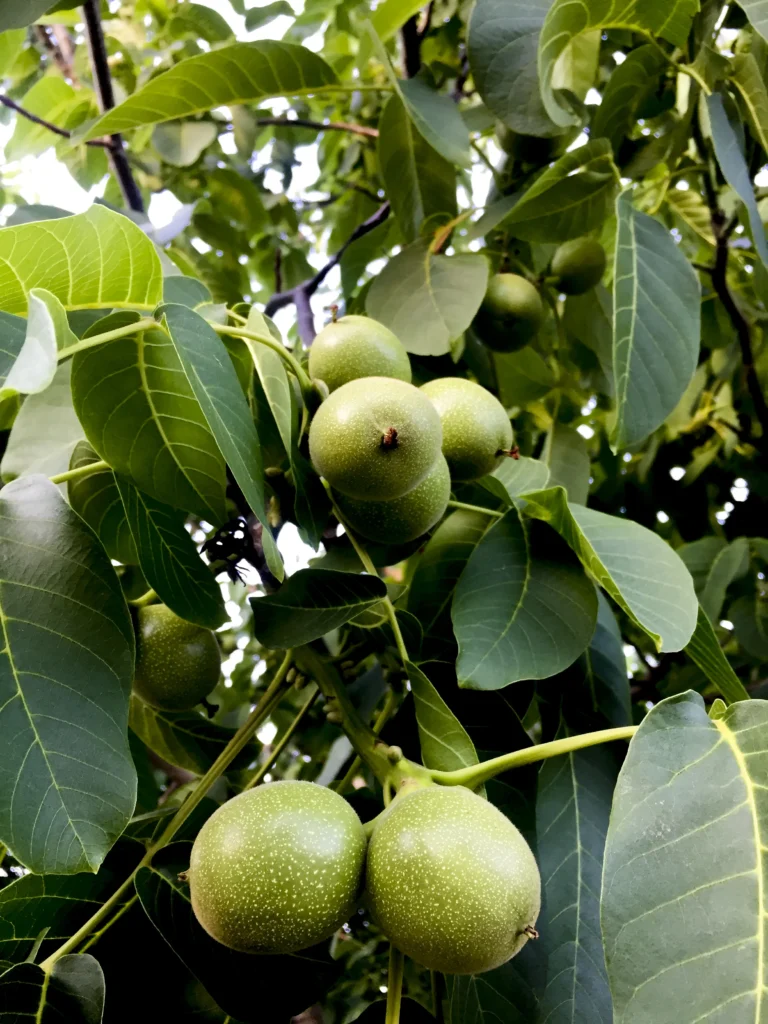 Si Rupom S tem sirupom vaša koža ne bo večno mladostna - Oštro