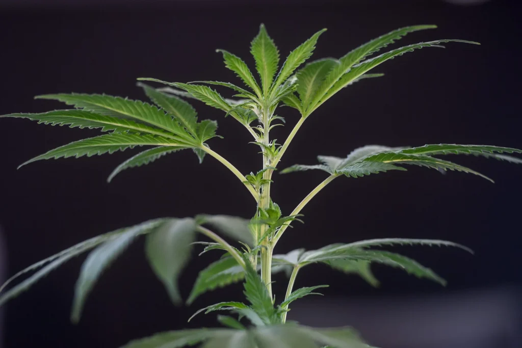 NIJZ pristransko o povezavi med legalizacijo konoplje in povečano uporabo
